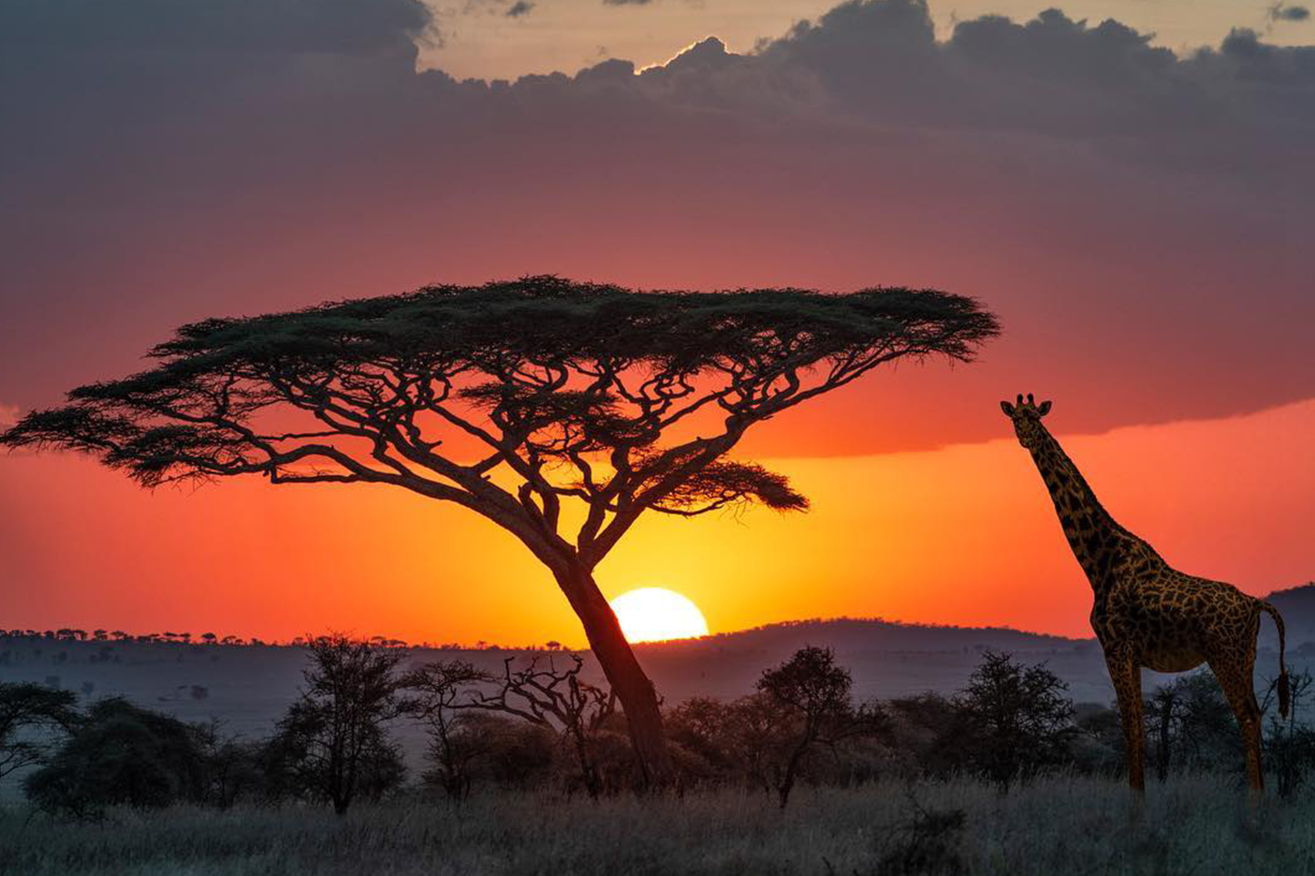 4 Days Fly-in Safari to Serengeti and Ngorongoro from Zanzibar